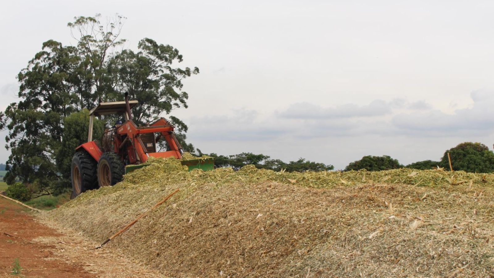 Inoculante na silagem: entenda como e por que ele deve ser utilizado