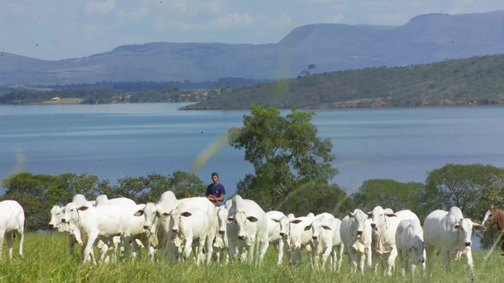 Europa aperta o cerco com nova norma de compra de carne bovina do Brasil. Entenda o que mudou