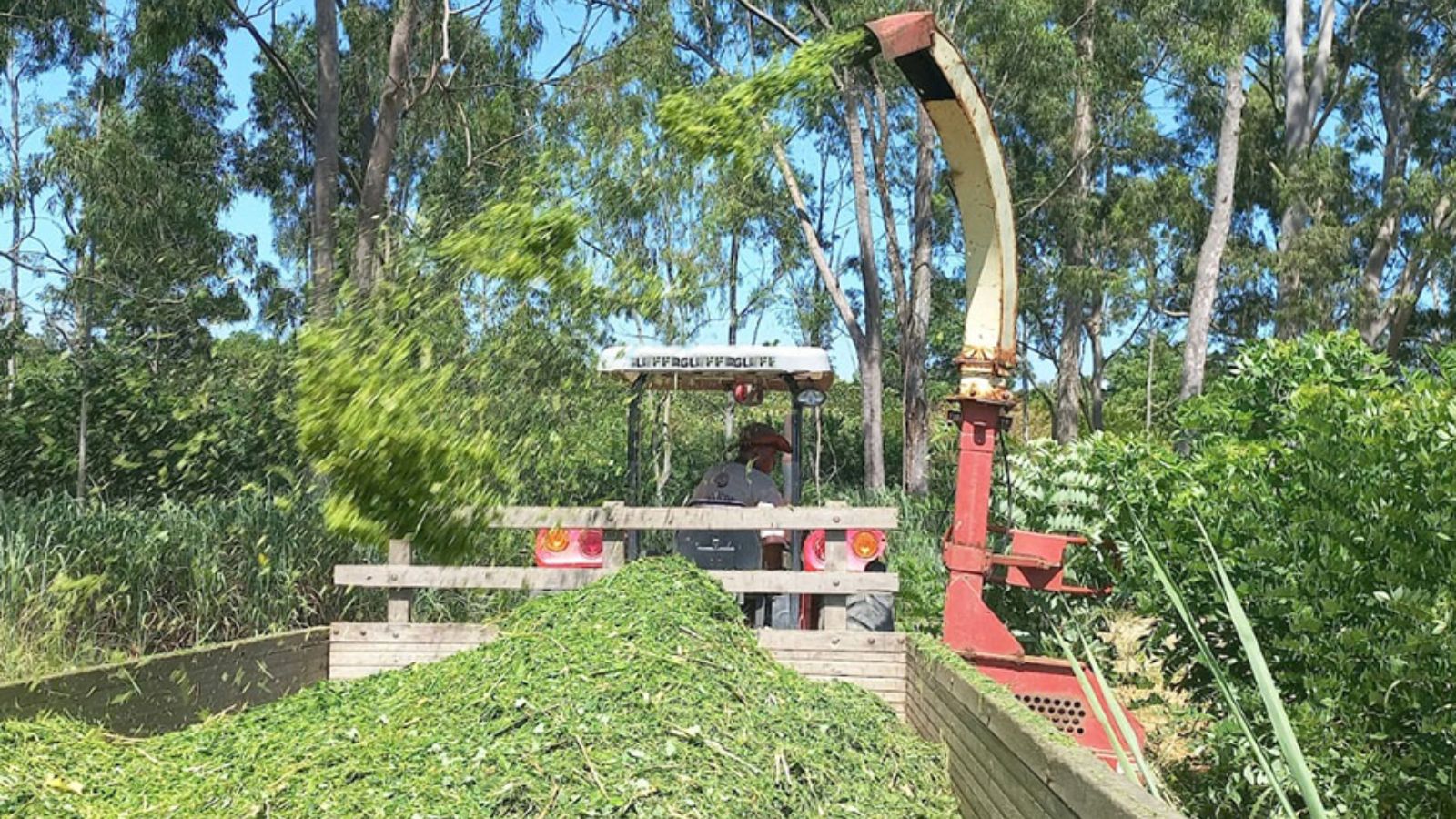 Gliricídia: pesquisadores criam sistema mecanizado que facilita manejo e uso de forrageira