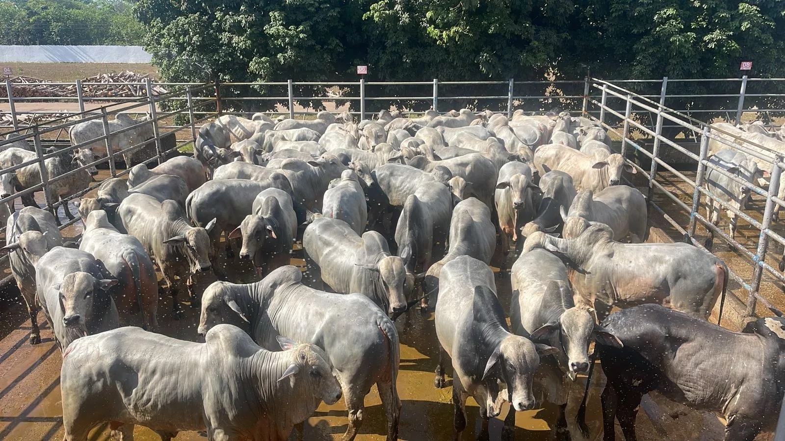 Circuito Nelore: abertura no Tocantins tem recorde de animais