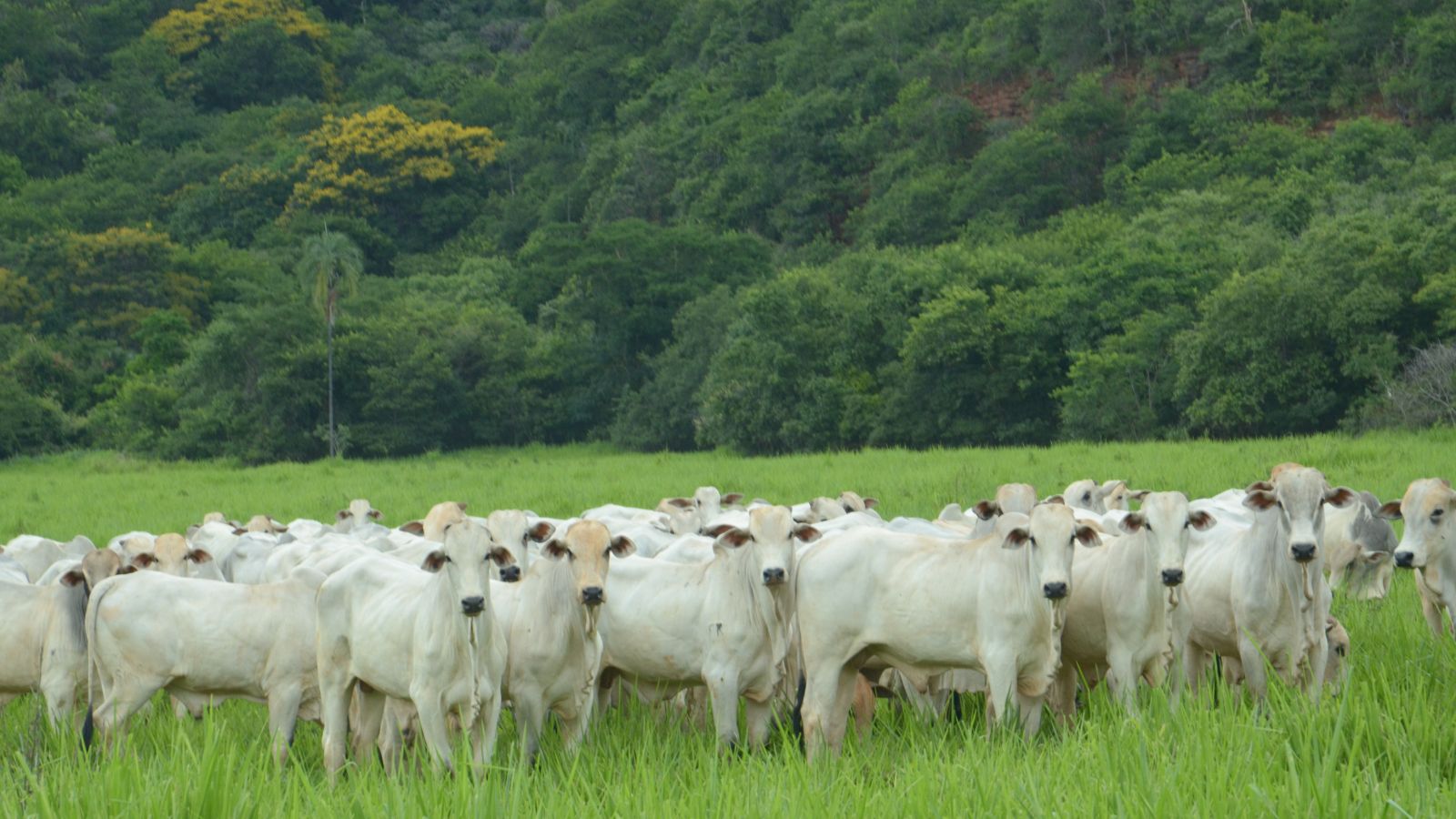 Tripanossomose bovina: como identificar e tratar sem pesar no bolso?