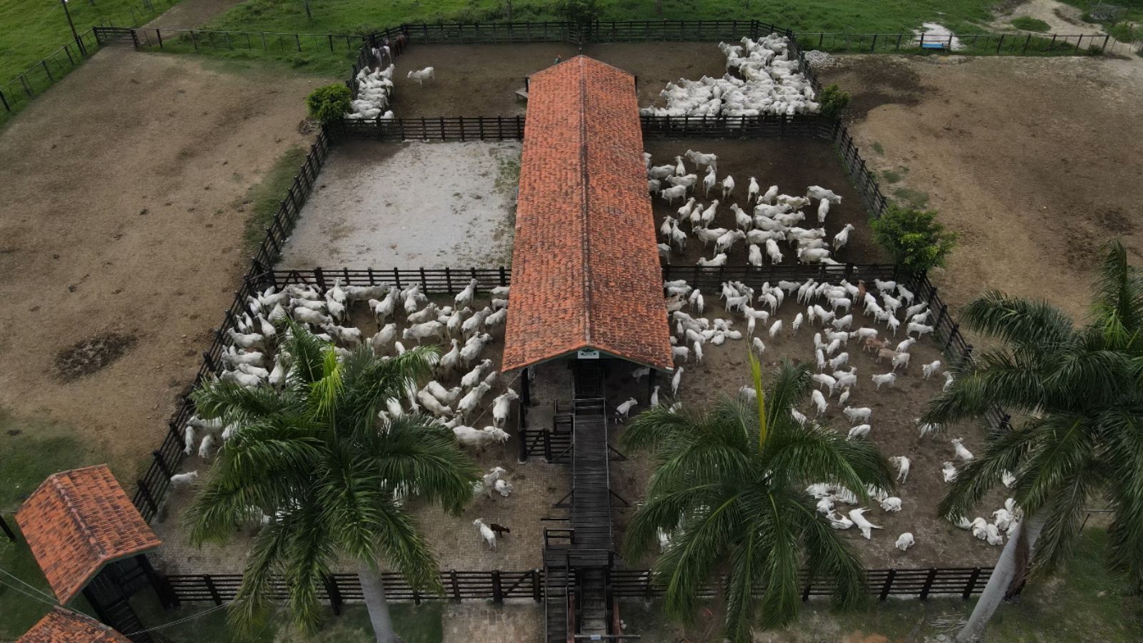 Conheça os “10 indicadores” essenciais para uma fazenda de gado lucrativa