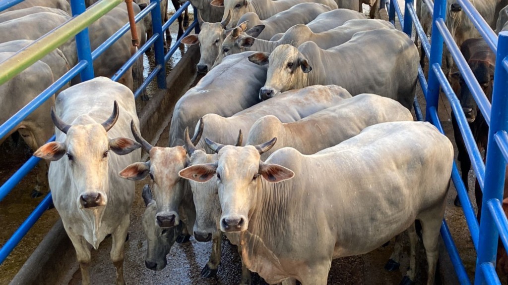 Vacada “bem alisada” e gorda surpreende na hora do abate em Rondônia