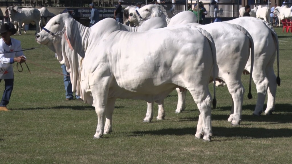 Expozebu 2024: genética, mercado e sustentabilidade são destaques no Congresso Mundial