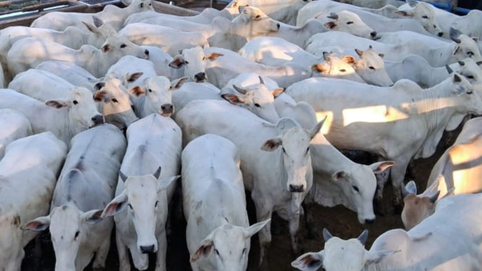 Novilhas são destaque de acabamento e garantem bônus do Precoce MS