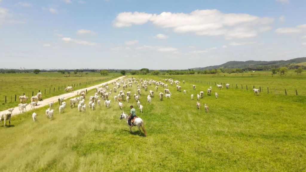 Boi gordo futuro! Estratégia de pecuarista é reduzir idade de abate de 22 para 16 a 17 meses