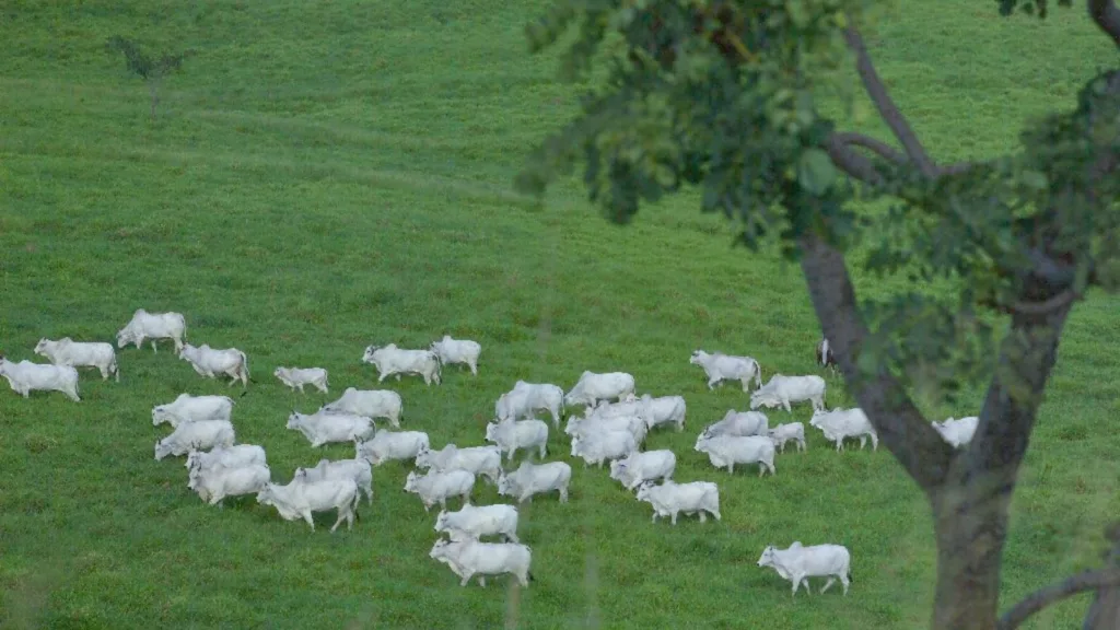 Rebanho de gado de corte encolhe em MS, mas produção de carne aumenta 9%