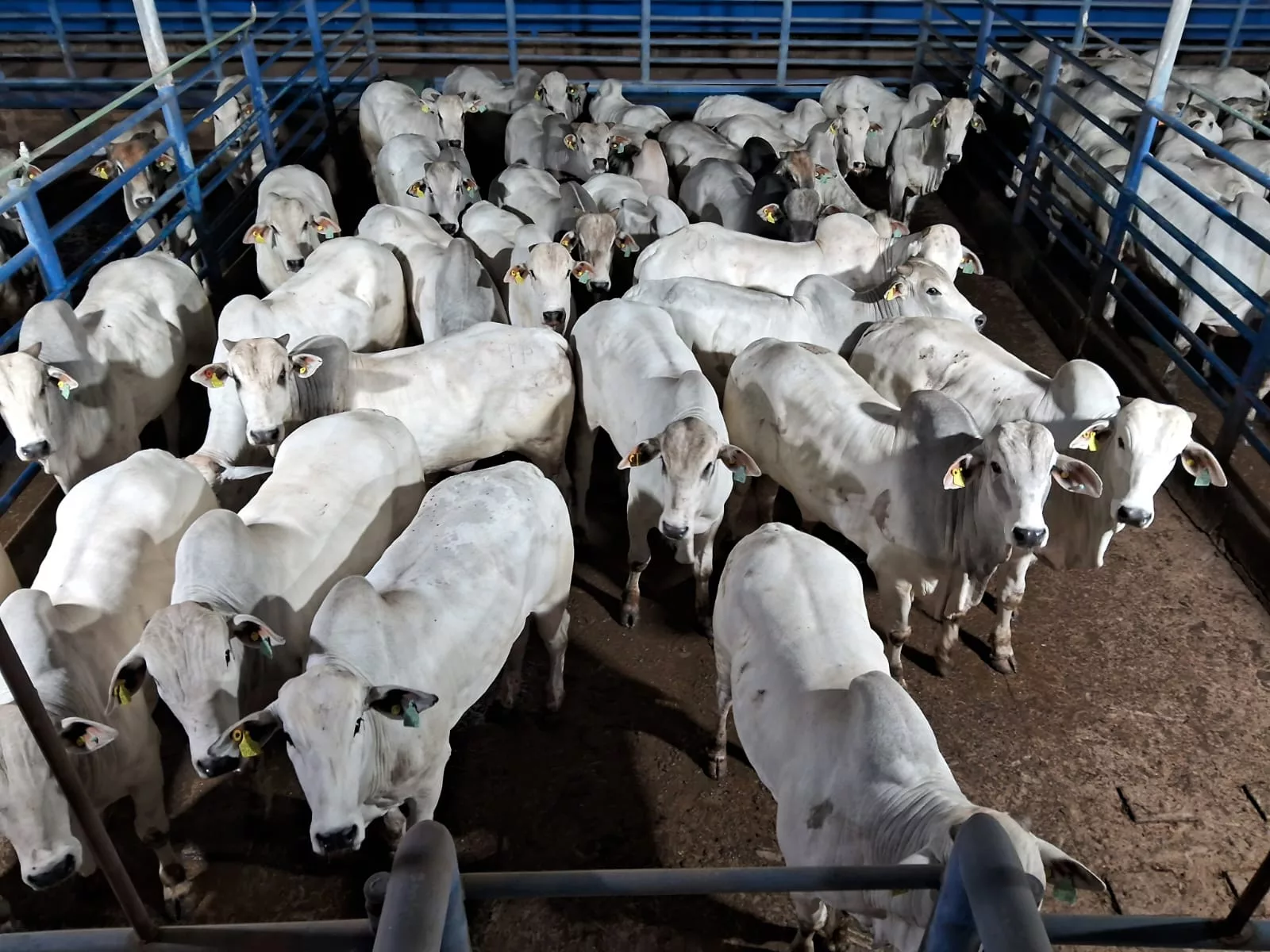 A produção na Fazenda Flórida incluiu 96 machos Nelore