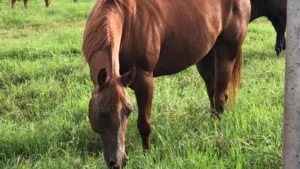 “Diabetes” em cavalos: entenda como alimentação balanceada pode evitar doença