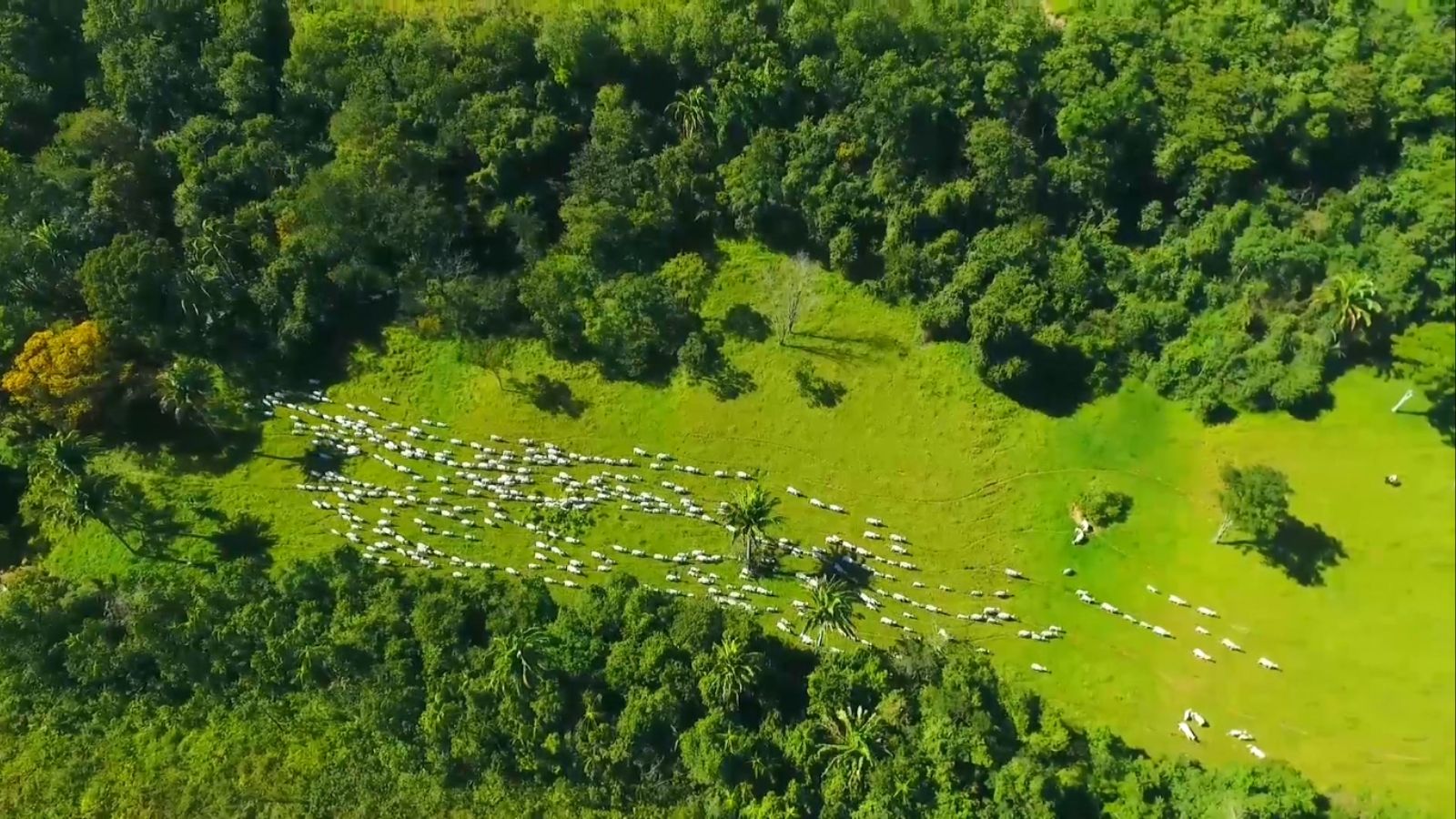 Escritório Verde ajuda a regularizar a situação de mil pecuaristas em Goiás, Minas e Bahia