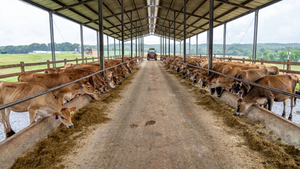 Vacas Jersey nutridas com silagem de milho: as dicas para iniciar a produção de leite