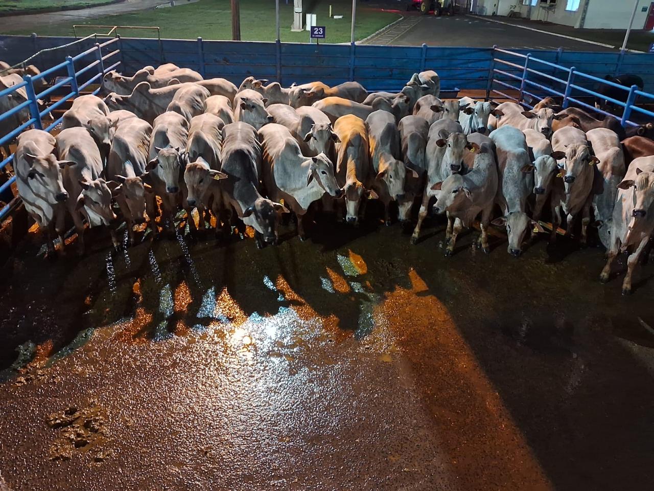 Nelore e cruzado: pecuaristas colocam gadão na prateleira de cima