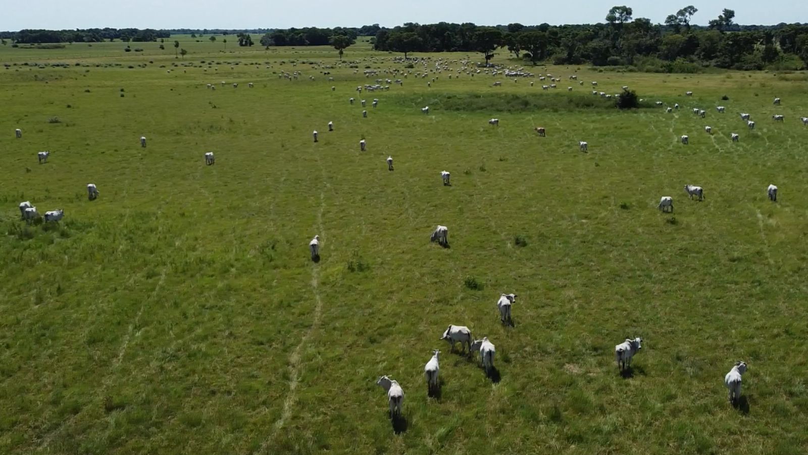 Pastagem nativa no Pantanal: conheça os estudos que avaliam as mais de cem espécies na região