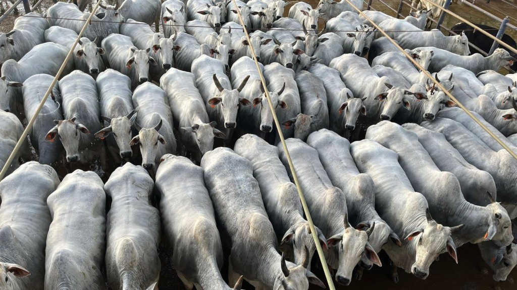 Vacada que parece uma “régua” de tão padronizada é destaque em Mato Grosso