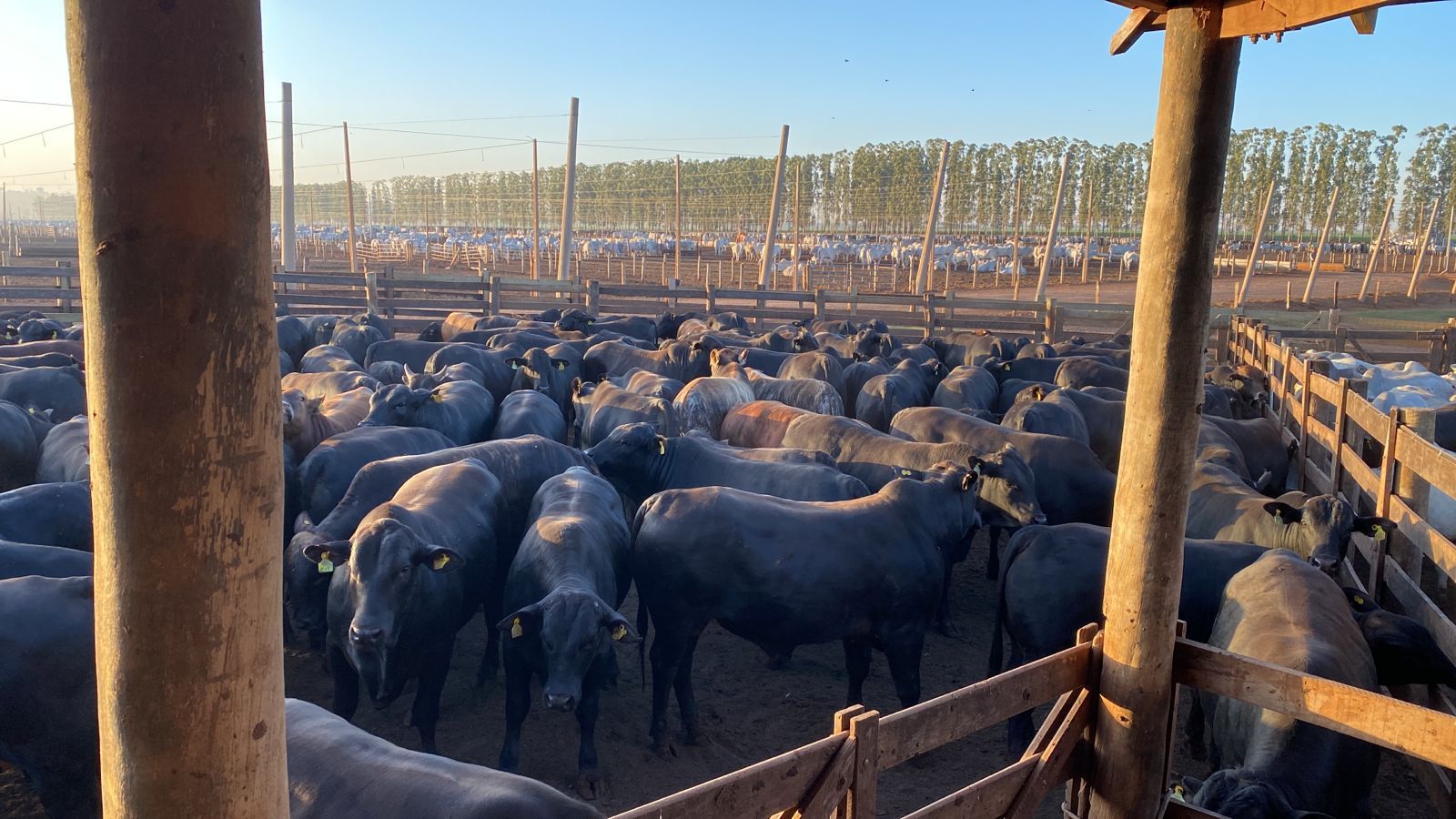 Gado de carne premium: quais raças e cruzamentos para faturar bem na hora do abate?