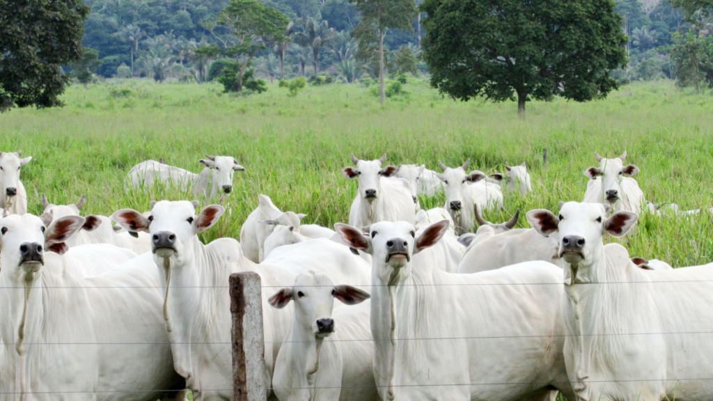 Brucelose bovina: falta de vacina preocupa produtores de Mato Grosso