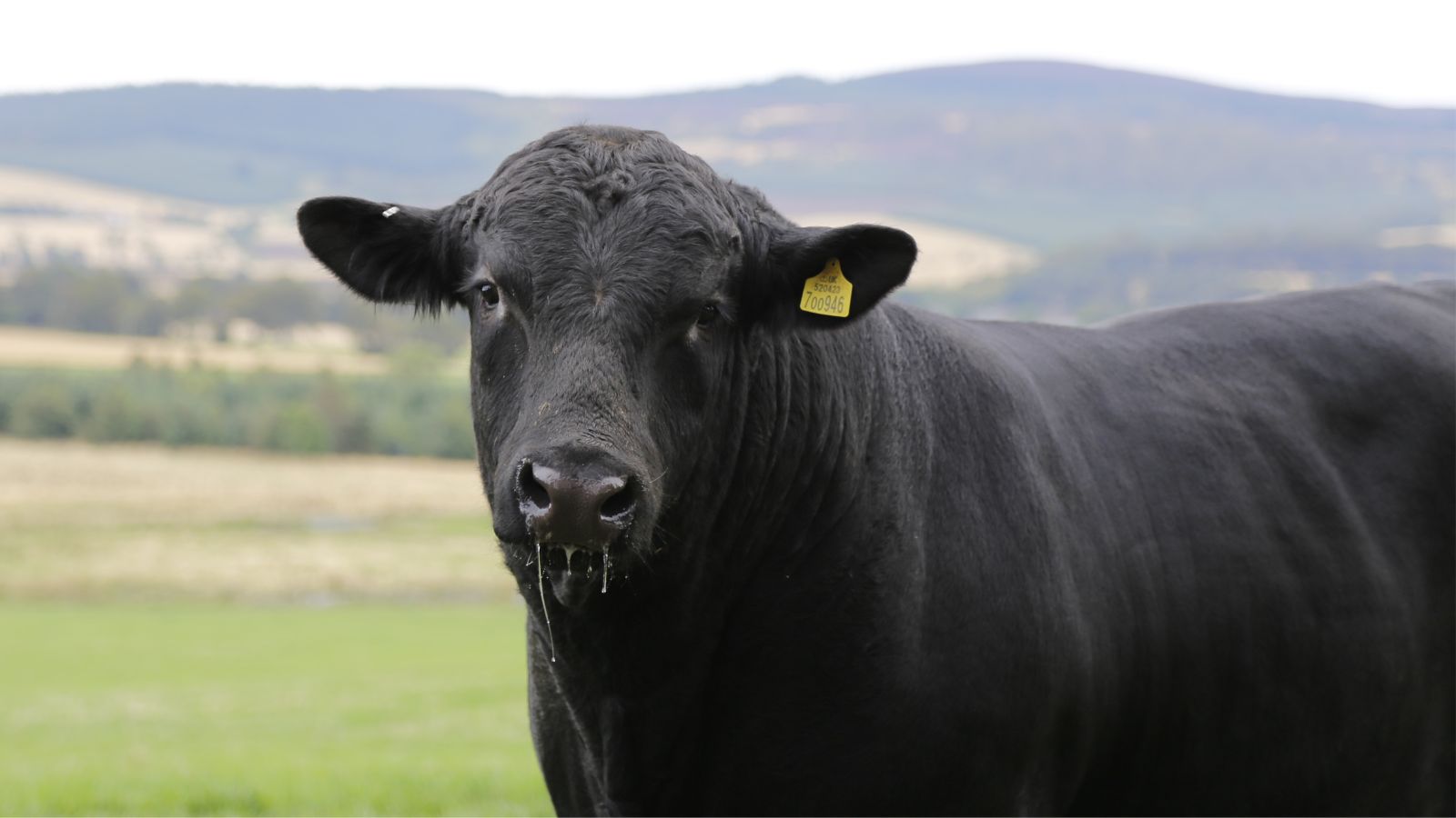 Doenças respiratórias no gado: entenda os fatores de risco e como combatê-los