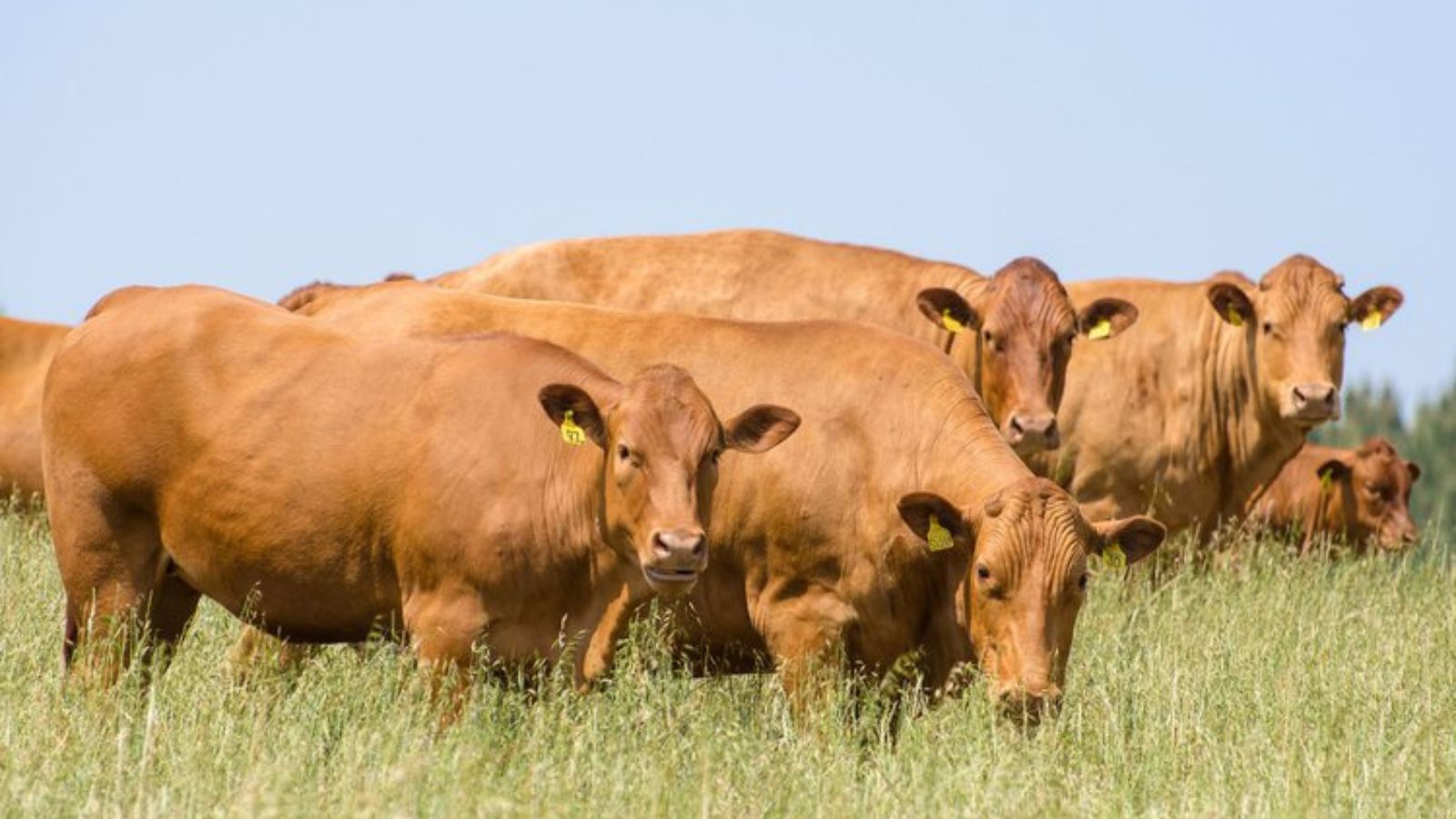 Taurino com zebu: conheça as dicas para garantir uma bezerrada precoce e rústica