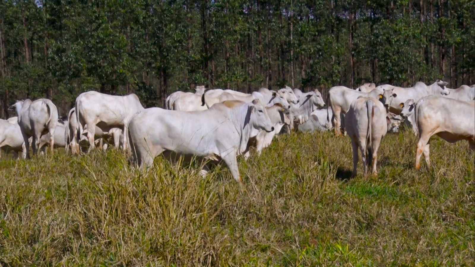 Neutropec: conheça a tecnologia por trás do centro de estudos pioneiro na América Latina