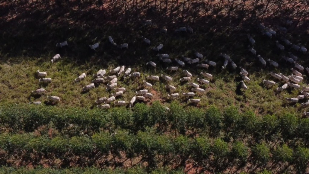 Lote de bovinos de corte em área de integração lavoura, pecuária e floresta (ILPF). Foto: Reprodução/Giro do Boi