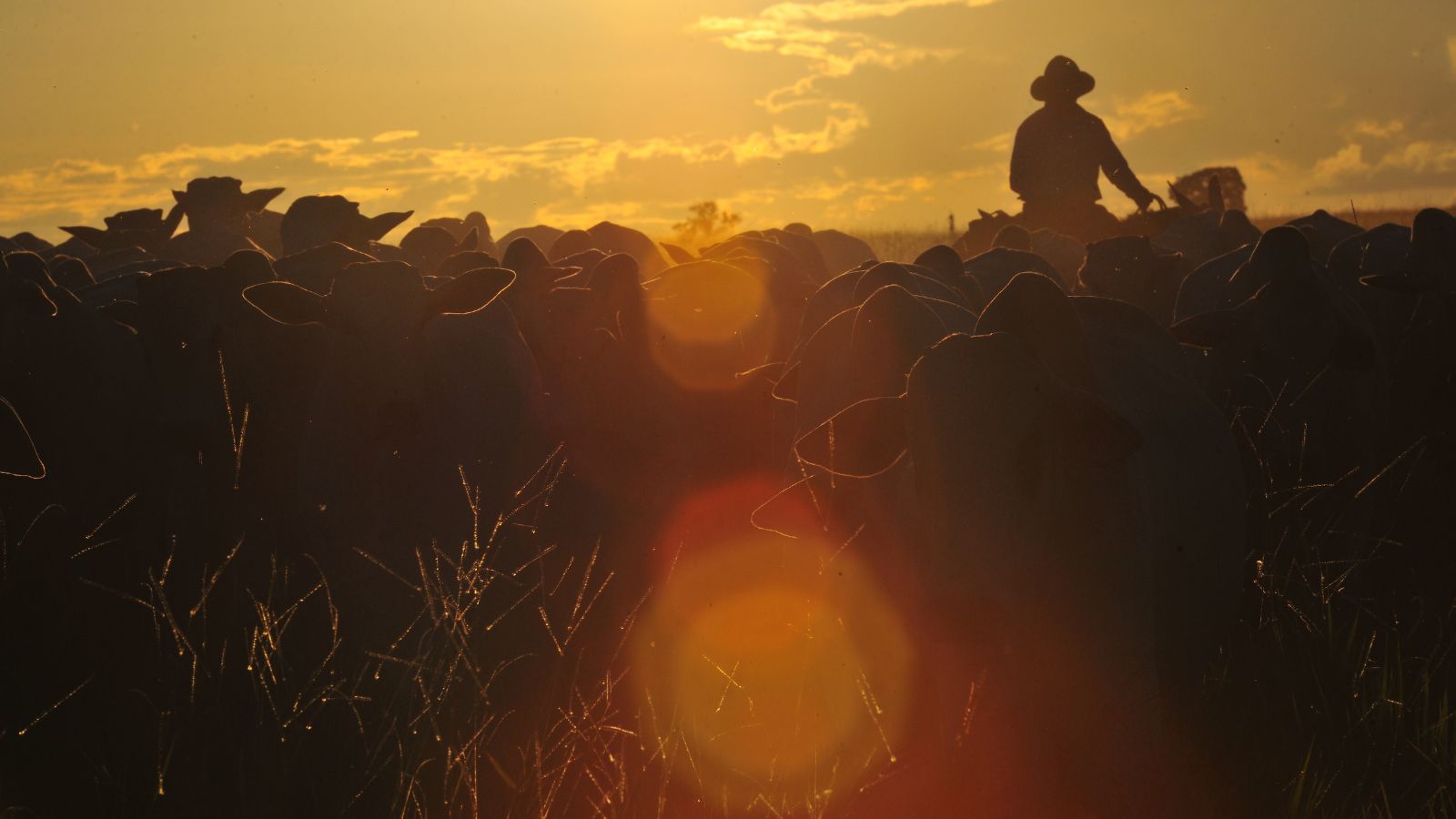 Prepare-se para a seca! Saiba como fazer a leitura do pasto da fazenda e não cair no prejuízo