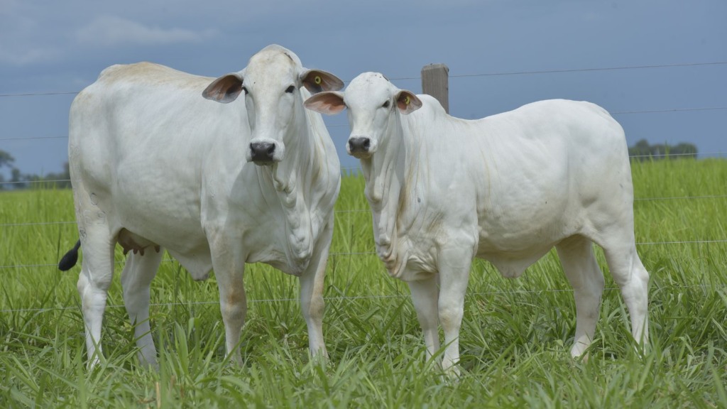 Zebu brasileiro: ABCZ e USP unem as forças no melhoramento genético bovino