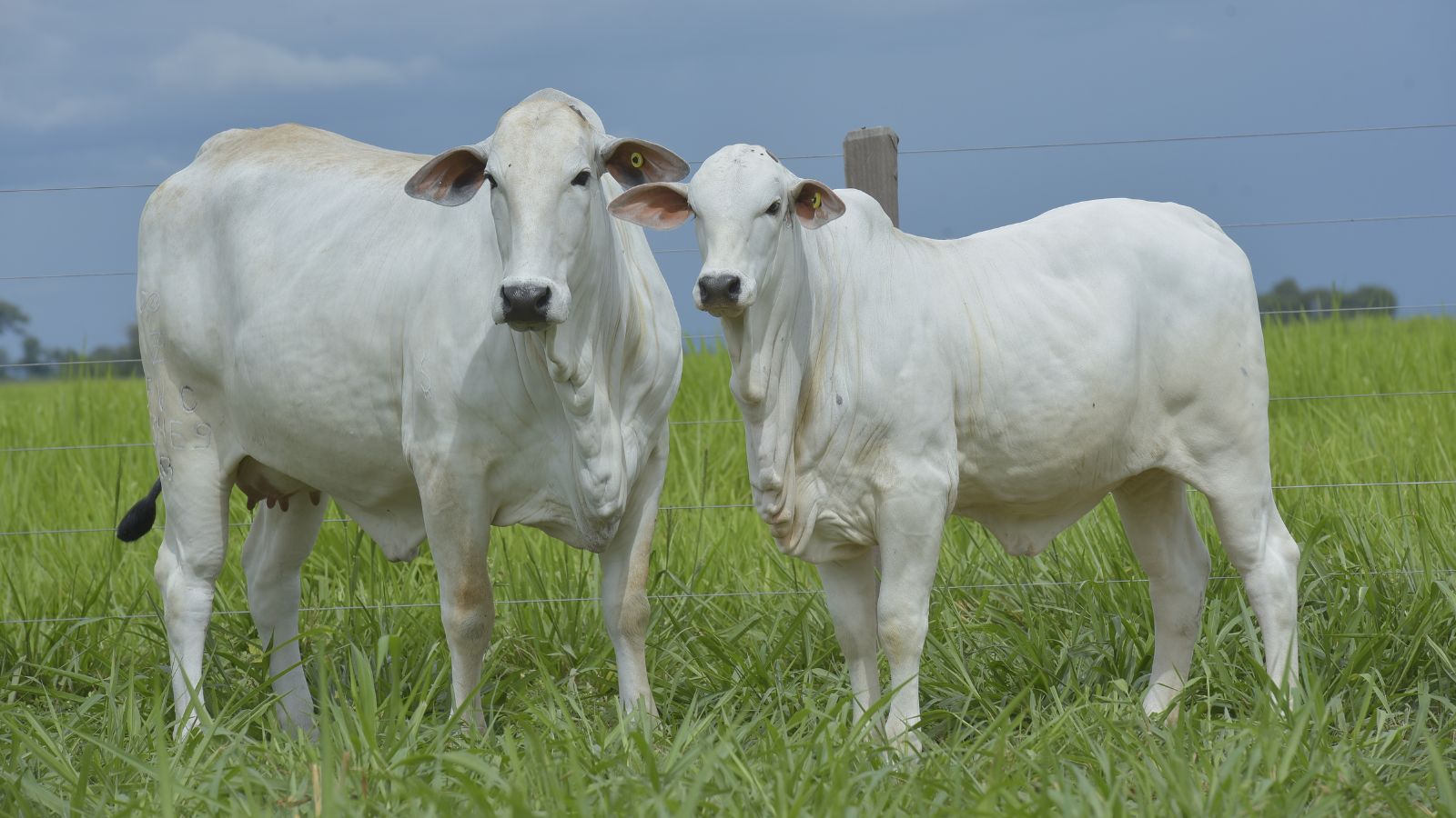 Vacas precisam de maior atenção, alerta técnico da ABCZ  