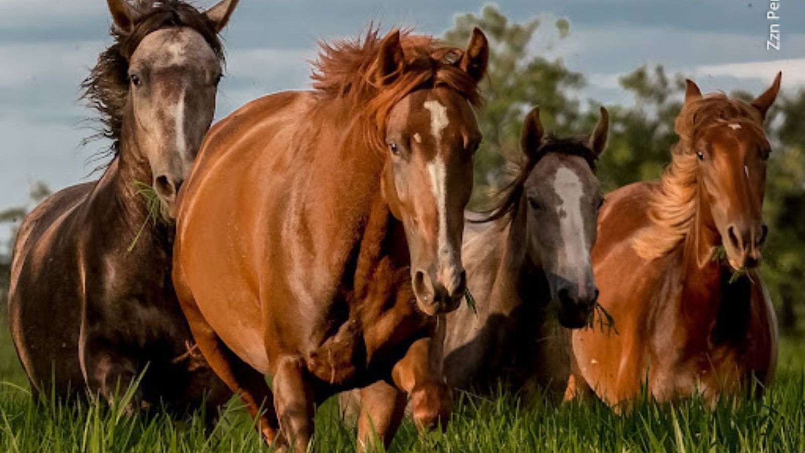 Silagem de milho para equinos: saiba o que pode e o que não pode para nutrir os animais