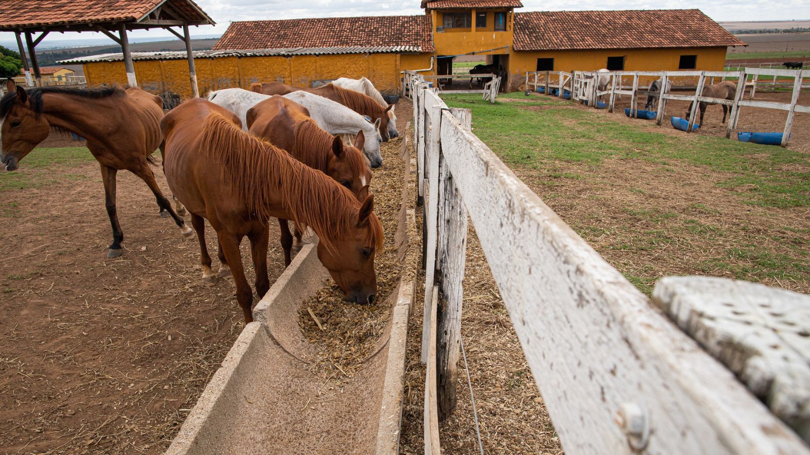 Silagens de capiaçu e cana podem ser oferecidas aos cavalos? Entenda os riscos