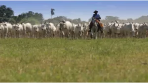 Família Leite de Barros é pioneira em criação de gado no Pantanal