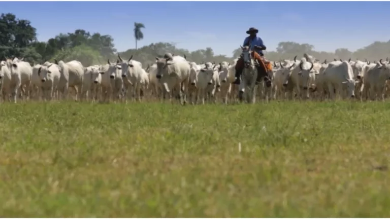 Família Leite é pioneira em criação de gado no Pantanal