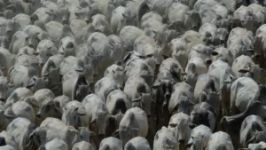 Pecuária no Acre: produção de 120 mil toneladas de carne bovina em 2024
