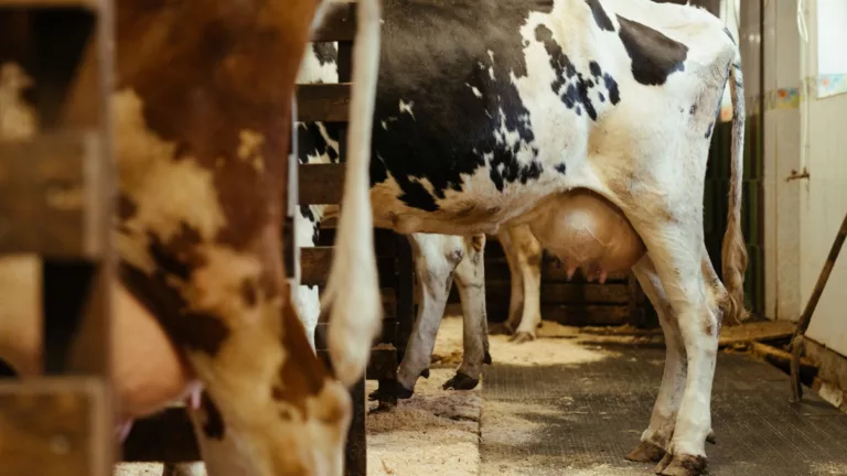 Quantos quilos de concentrado a vaca precisa para produzir 10 litros de leite por dia?