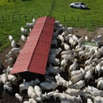 Fazendas de alto desempenho: como liderança e rentabilidade estão transformando o agro brasileiro