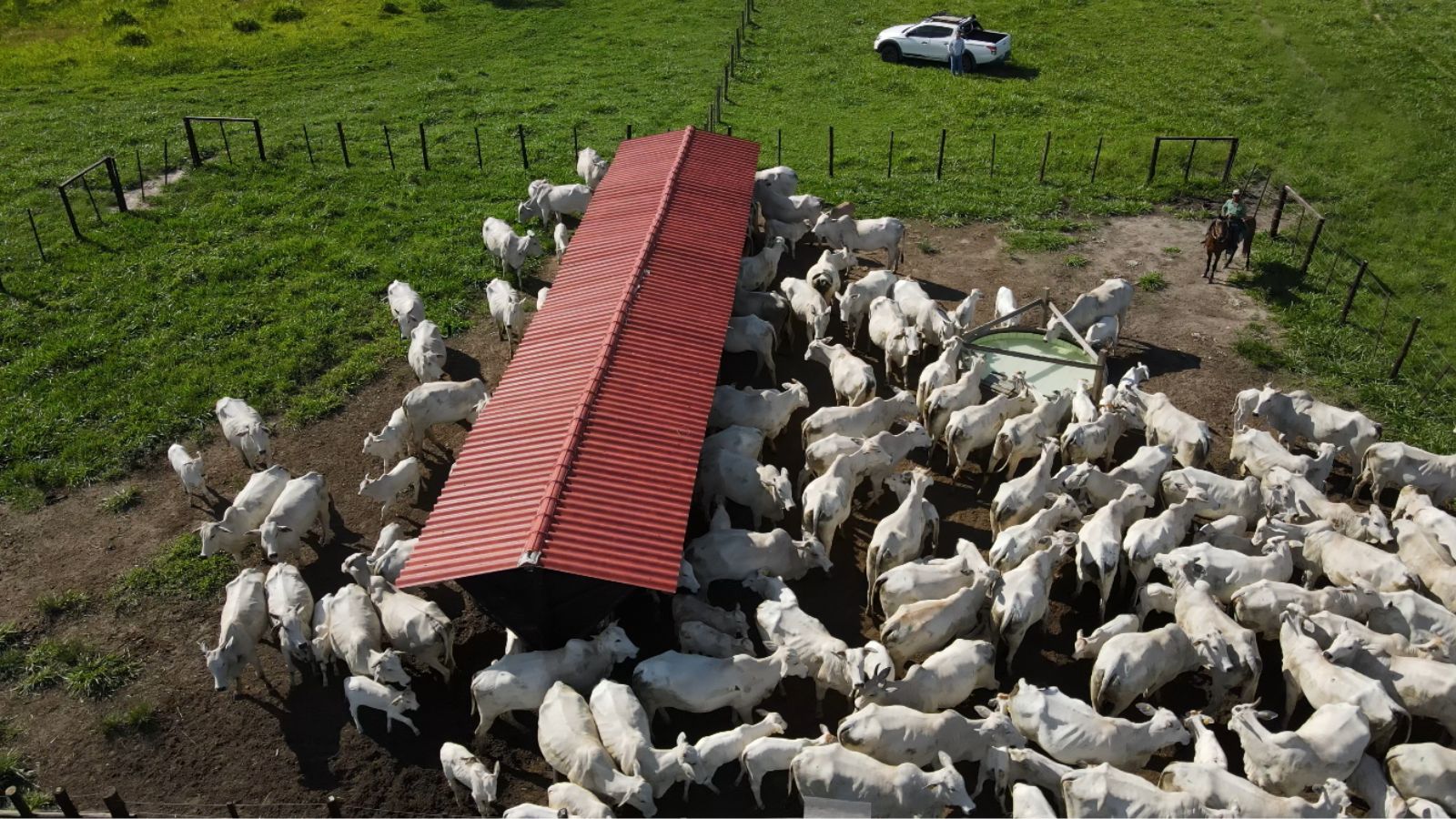 Fazendas de alto desempenho: como liderança e rentabilidade estão transformando o agro brasileiro