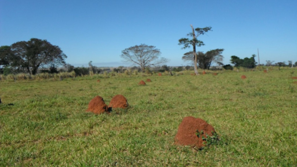 Degradação do pasto faz pecuarista perder em média R$ 40 por arroba em 2023