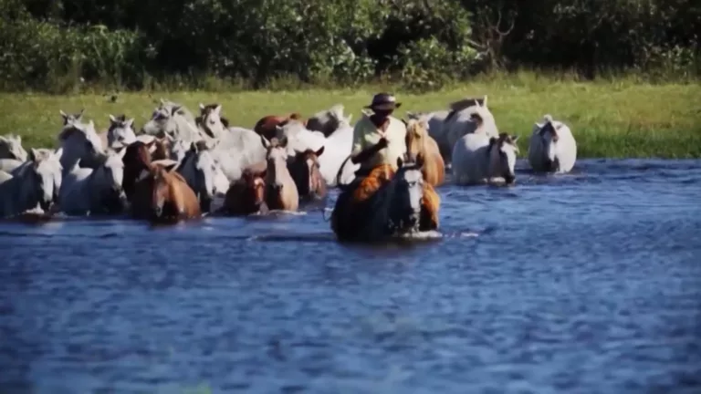 Cavalo pantaneiro: como a ciência ajuda a melhorar a raça símbolo do Pantanal