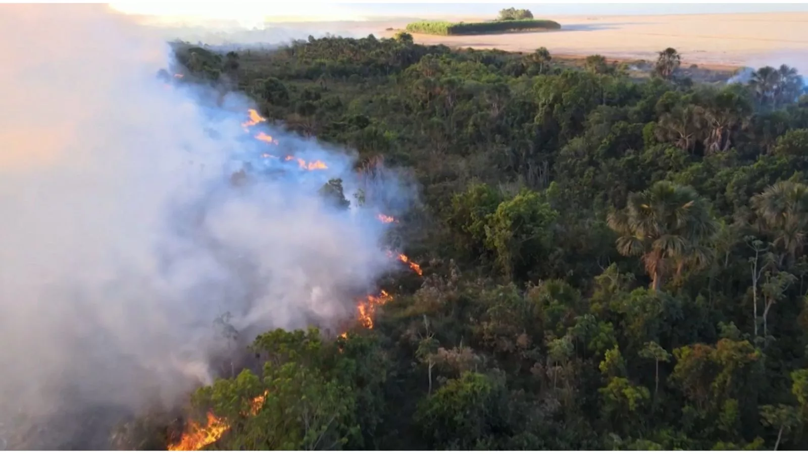 Recorde de queimadas: entenda por que o boi é considerado o “bombeiro do Pantanal”