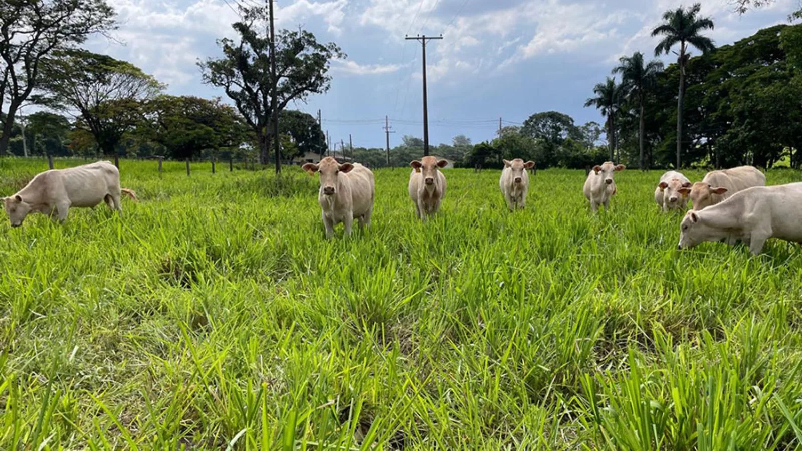 Protocolo da Embrapa melhora produtividade de pastagens