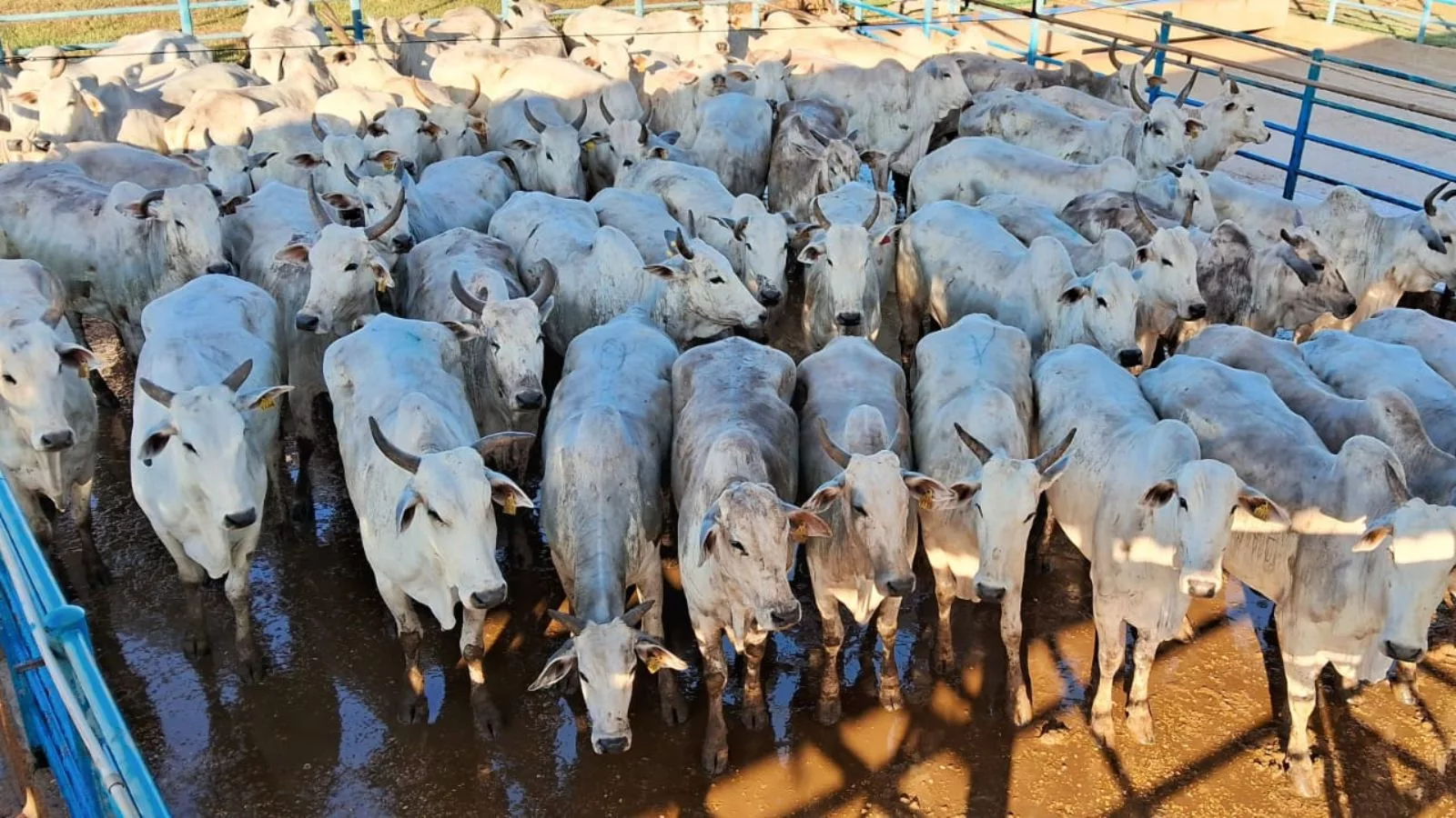 Terminação caprichada rende mais de 17@ por animal em MT