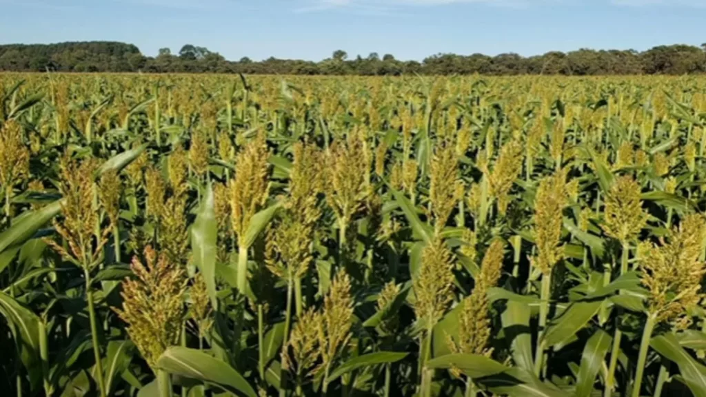 Silagem de sorgo: confira as dicas para maior viabilidade econômica na fazenda