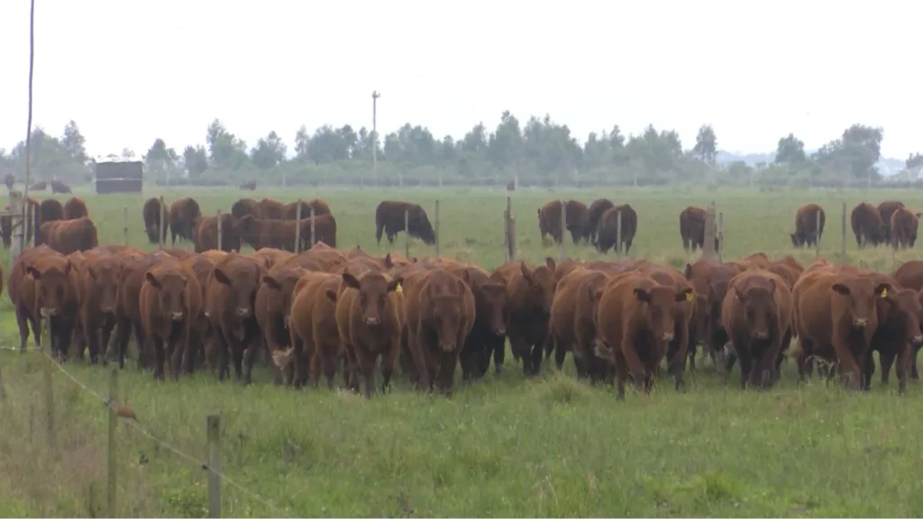 Primíparas: como as estratégias de manejo sanitário podem turbinar a reprodução das novilhas?