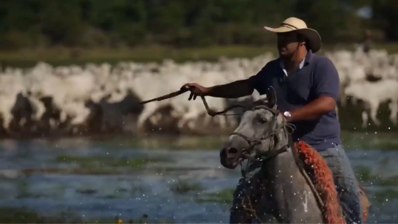 Revolução no Pantanal: ferramentas que unem produção de gado e preservação ambiental