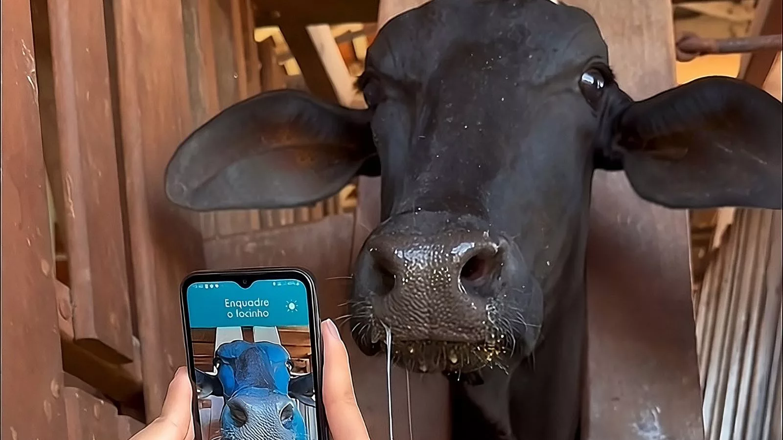 Rastreabilidade na cara: conheça o app que identifica o gado pelo focinho!