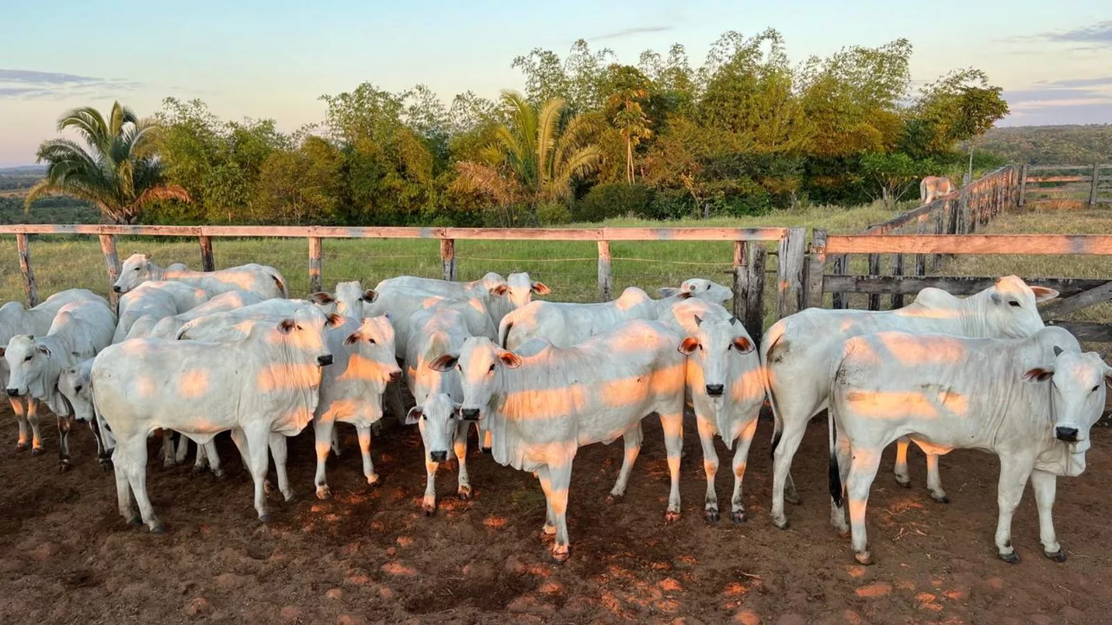 Araguaína (TO) registra recorde de animais; veja vencedores