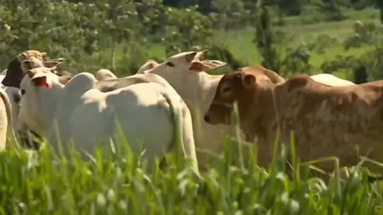 Formação do pasto: conheça os riscos e cuidados para ter um bom capim