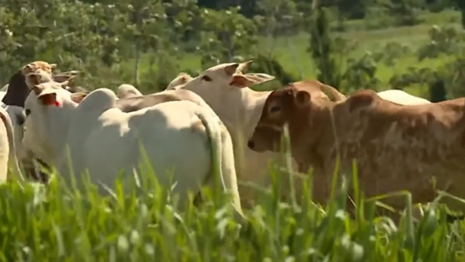 Formação do pasto: conheça os riscos e cuidados para ter um bom capim