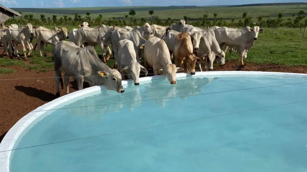 Qualidade da água para o gado garante maior GMD e ponderal de mais de 100g por dia. Entenda