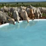Qualidade da água para o gado garante maior GMD e ponderal de mais de 100g por dia. Entenda