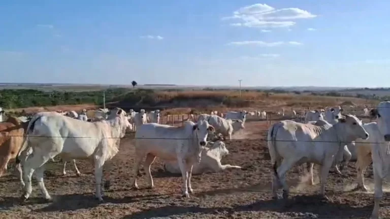 Boi gordo “bsurdo de bom”. Vídeo mostra sucesso na terminação de gado em Mato Grosso